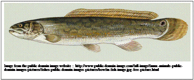 Text Box:  
Image from the public domain image website:  http://www.public-domain-image.com/full-image/fauna-animals-public-domain-images-pictures/fishes-public-domain-images-pictures/bowfin-fish-image.jpg-free-picture.html
